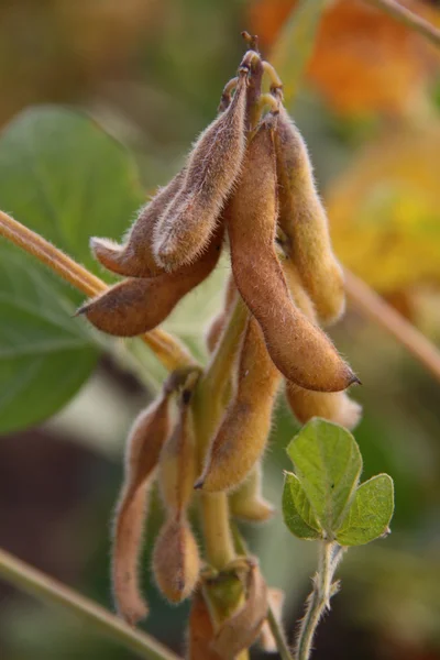 Branch of soy-bean pods — Stock Photo, Image