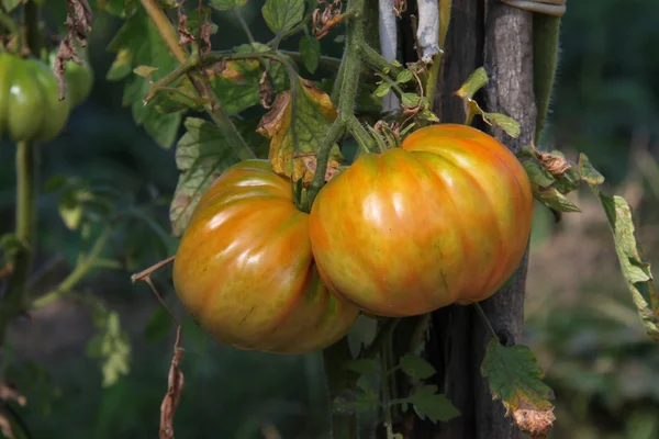 Tomates amadurecendo em um arbusto — Fotografia de Stock