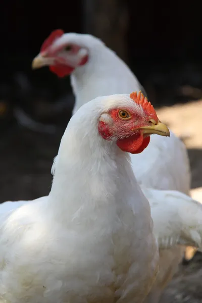 Pollos blancos de raza cárnica —  Fotos de Stock