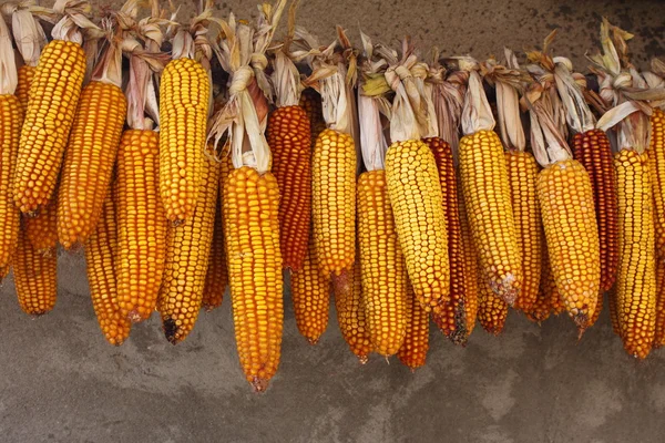 Ripe corn-cobs — Stock Photo, Image