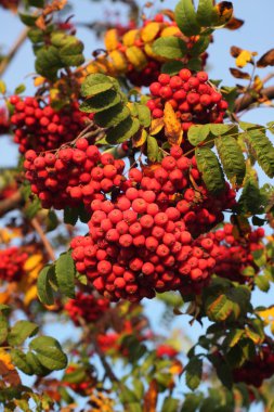 meyveleri kırmızı yaban kül