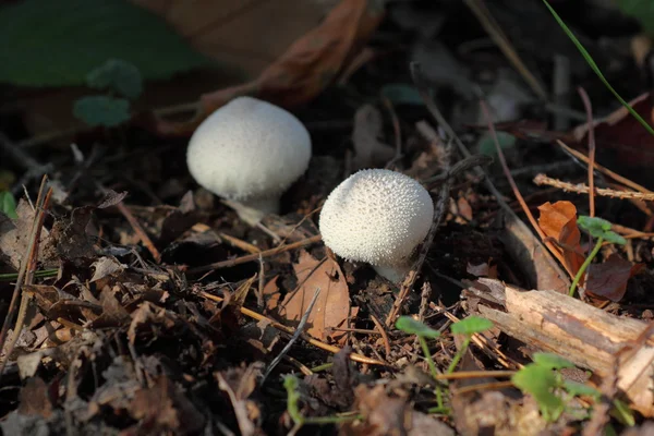 Essbarer Pilz - ein Regenmantel ist acanthceous — Stockfoto
