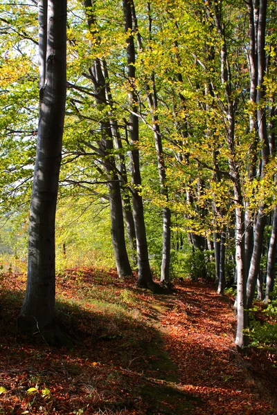 sonbaharın yapraklı orman