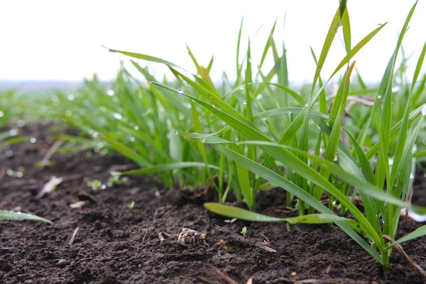Yeşil buğday filizi