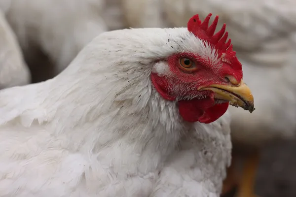 Chef för vit kyckling — Stockfoto