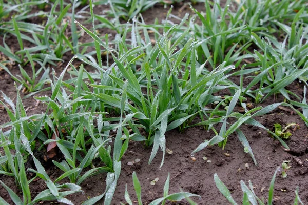 Brotes de trigo de invierno — Foto de Stock