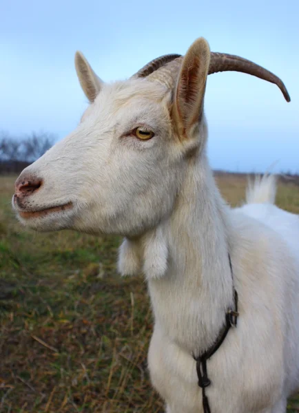 Goat of the white flat-coated breed — Stock Photo, Image