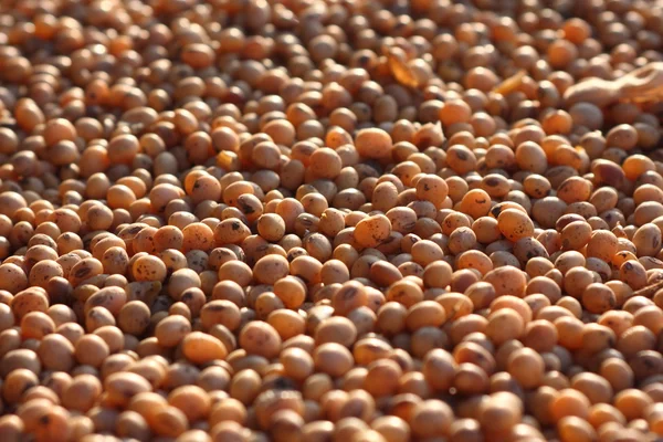 Seed of soy — Stock Photo, Image