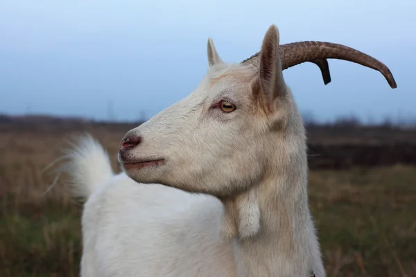 Goat of white breed — Stock Photo, Image