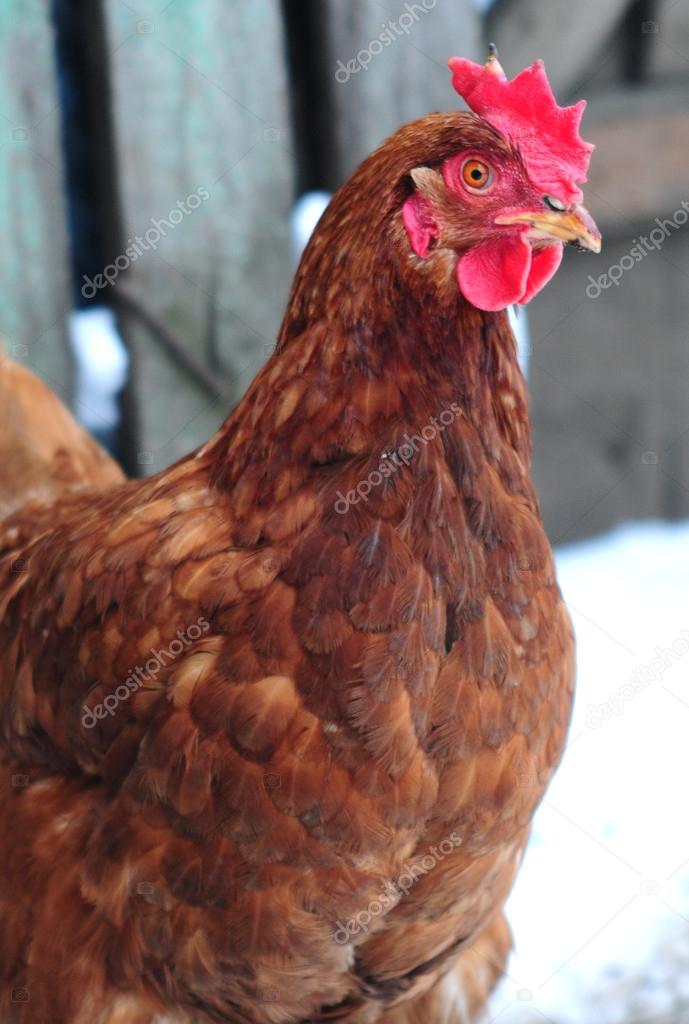 Hen on a barnyard — Stock Photo © boyda 20131367