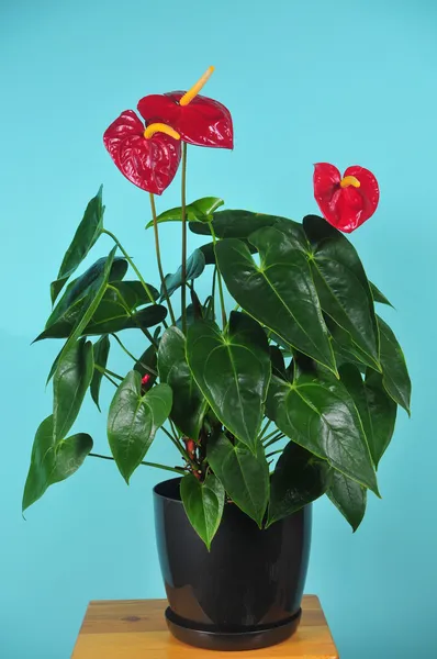 Plante d'intérieur d'Anthurium avec des couleurs — Photo