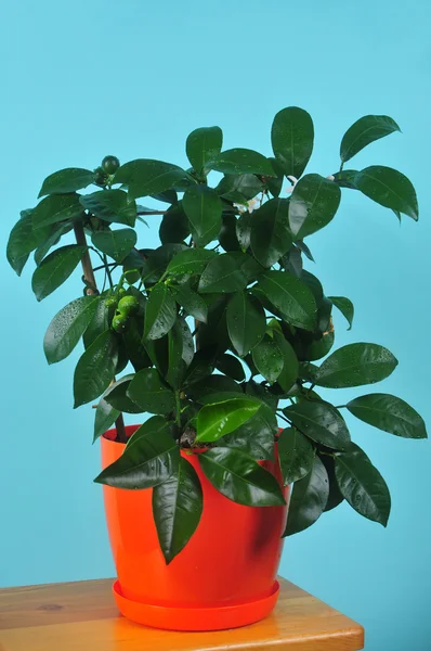 mandalina ağacı - narenciye reticulata