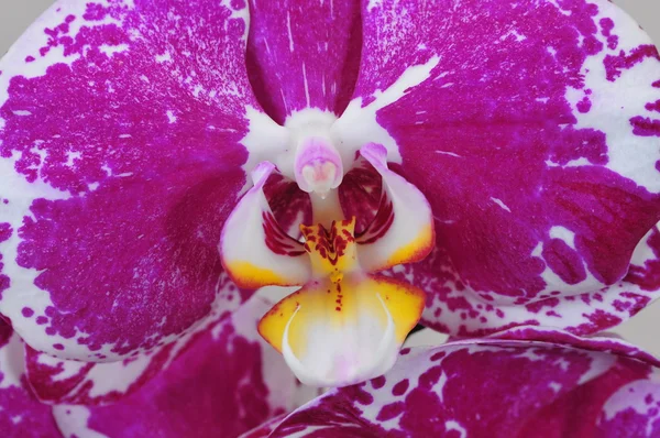 pembe orkide Şubesi