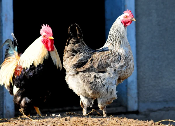 Galo e galinha em um celeiro Fotografias De Stock Royalty-Free