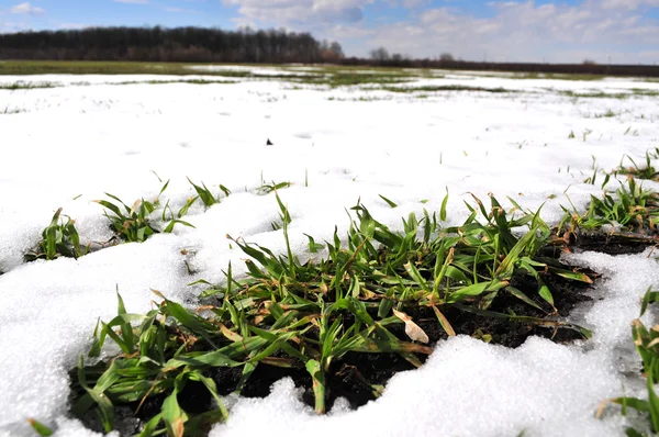 To paula winter wheat by an early spring — Stock Photo, Image