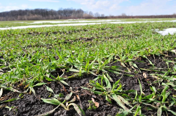 Para paula invierno trigo por una primavera temprana — Foto de Stock