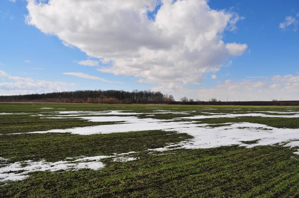 Kawałki śniegu na polu pszenicy przez wczesną wiosną — Zdjęcie stockowe