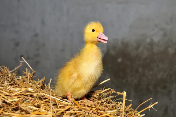 Petit canard jaune — Photo