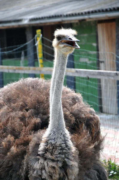 養鶏場のダチョウ — ストック写真