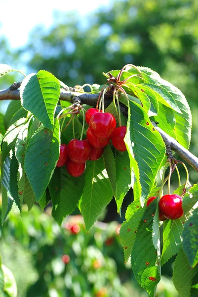 Ripe cherry — Stock Photo, Image