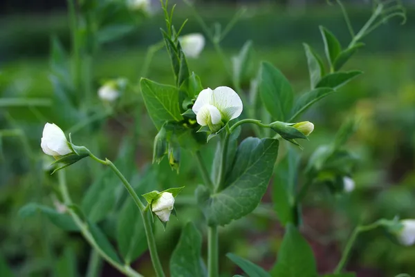 bezelye çiçeklenme sırasında
