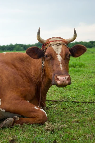 Cow on to the meadow — Stock Photo, Image