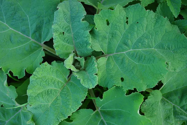 Her zamanki dulavratotu yaprağı