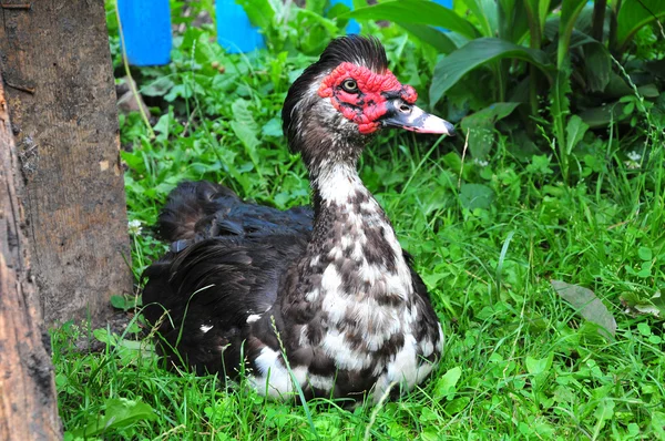 Pato almiscarado (Cairina moschata ) — Fotografia de Stock