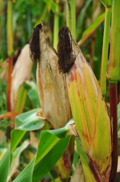 Corn field in autumn — Stock Photo, Image