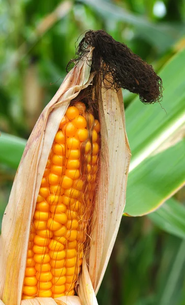 Campo de maíz en otoño — Foto de Stock