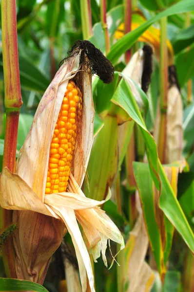 Sonbaharda mısır tarlası