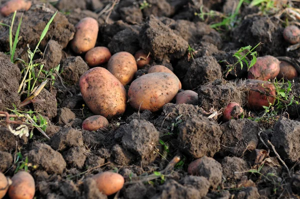 Tubers of potato — Stock Photo, Image
