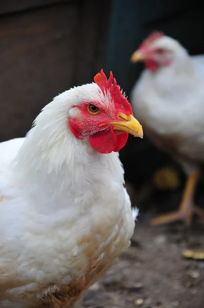 Beyaz tüy ile tavuk