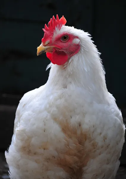 Kyckling med en vit fjäder — Stockfoto