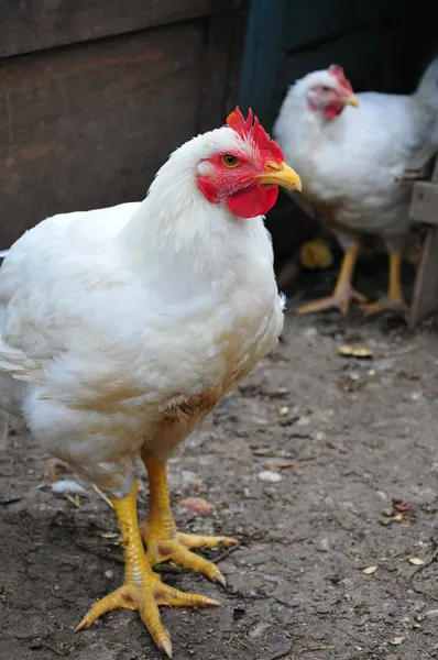 Kip met een witte veer — Stockfoto