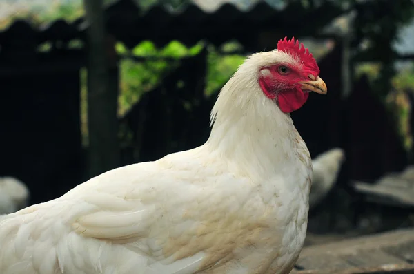 Chickens — Stock Photo, Image