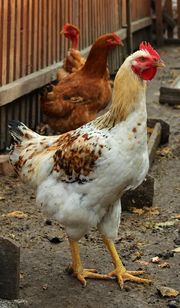 公鸡和母鸡 免版税图库照片
