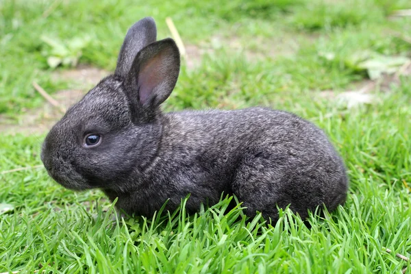 Rabbit on a green grass — Stock Photo, Image