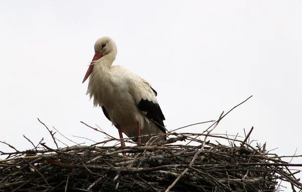 Weißstorch auf einem Nest — Stockfoto