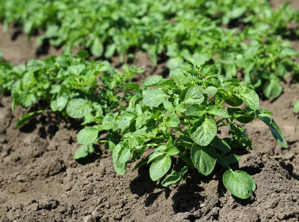 Campo de batata — Fotografia de Stock