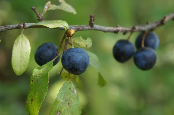 Blackthorn Wild Plum Branch Ripe Fruit — Stock Photo, Image