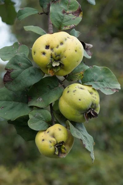 Quince Branch Fruits Ripening — Stock Photo, Image