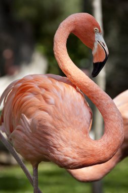 pembe flamingo