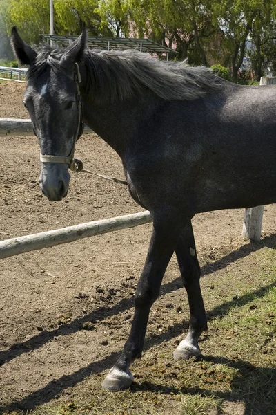 Horse — Stock Photo, Image