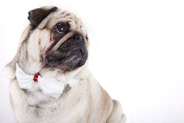 İngilizce Bulldog