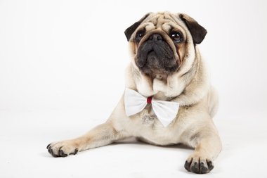 İngilizce Bulldog