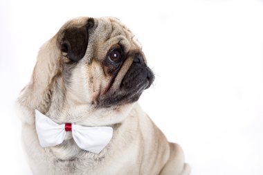 İngilizce Bulldog