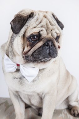 İngilizce Bulldog
