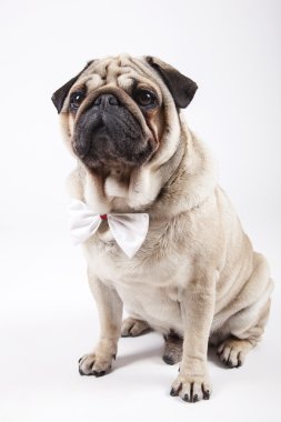 İngilizce Bulldog