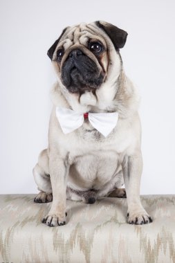 İngilizce Bulldog